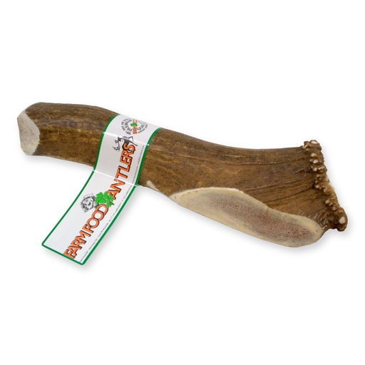 [16005-1] Antler XL (10 pcs)